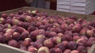 Apple Harvest Fest takes over Ithaca Commons for the 43rd year