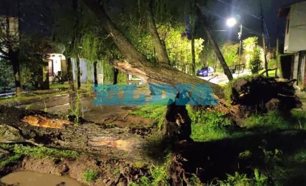 Árboles caídos y vecinos sin luz: lo que dejó la tormenta en La Plata