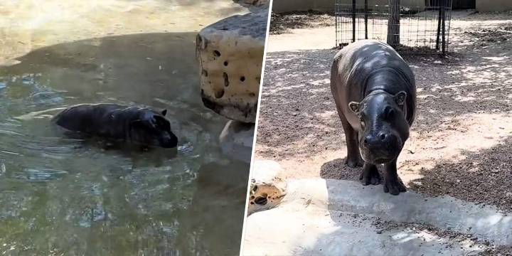 Recalcitrant Baby Hippo Refuses to Leave the Pool Unless it Sees a ‘Mom Stare’