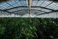 California authorities shut down nearly $30 million worth of illegal cannabis operations