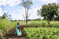 How AI is helping some small-scale farmers weather a changing climate