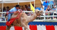 Camel and Ostrich Races return to Virginia City this weekend with family