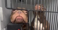Commerce City Couple Charged After Animals, Kids Found in "Deplorable" Conditions