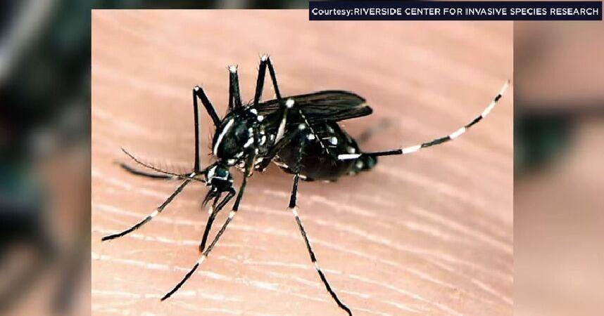 Asian tiger mosquito spotted in Wisconsin