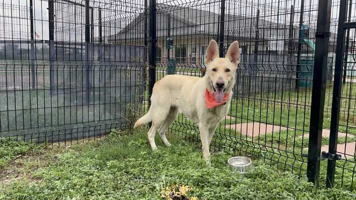 San Antonio dog Sally needs home after owner shot, killed by SAPD