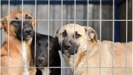 23 de septiembre Día Mundial del Perro Adoptado