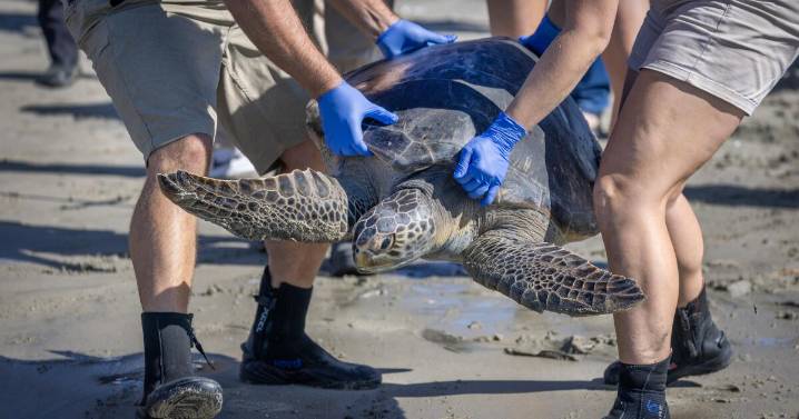 Crowd gathers in Seal Beach to watch rehabilitated sea turtle released to the ocean
