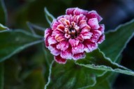 Garden Talk: How to start winterizing some of your plants