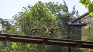 Missouri ranks high in primate ownership. Here’s why experts warn against it