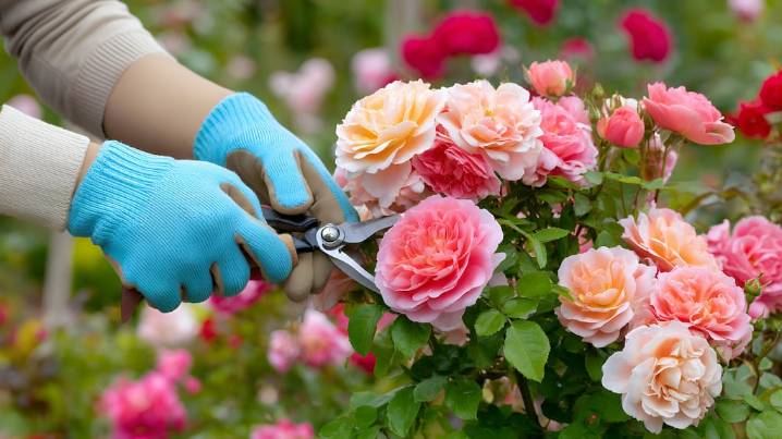 Las tres plantas que sí o sí tenés que podar en primavera para que exploten de flores