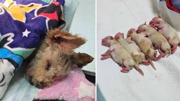 Rescatan a Cereza, perrita embarazada, tras explosión de pipa en Iztapalapa
