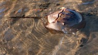 Horseshoe crab populations continue to decline, raising alarm from researchers