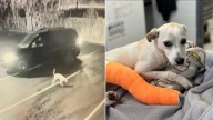 Georgia Dog Left With Broken Leg Outside Vet Clinic After Heartbreaking Betrayal By Owner
