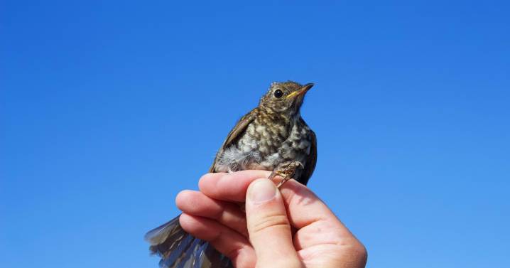 Scientists are racing to save a tiny songbird that nests on New England’s alpine summits