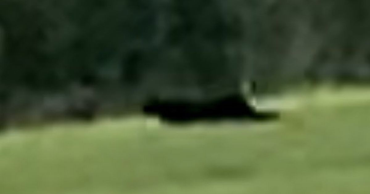 'Beast of Durham' spotted in UK as experts brand evidence 'extremely compelling'