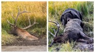 Grizzlies Battle Each Other To Pull Elk From Yellowstone Mud Hole