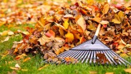 Should you rake fallen leaves? I asked the experts about what’s best for your lawn this fall