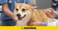 Los veterinarios catalanes piden la vacunación obligatoria contra la rabia, una enfermedad mortal