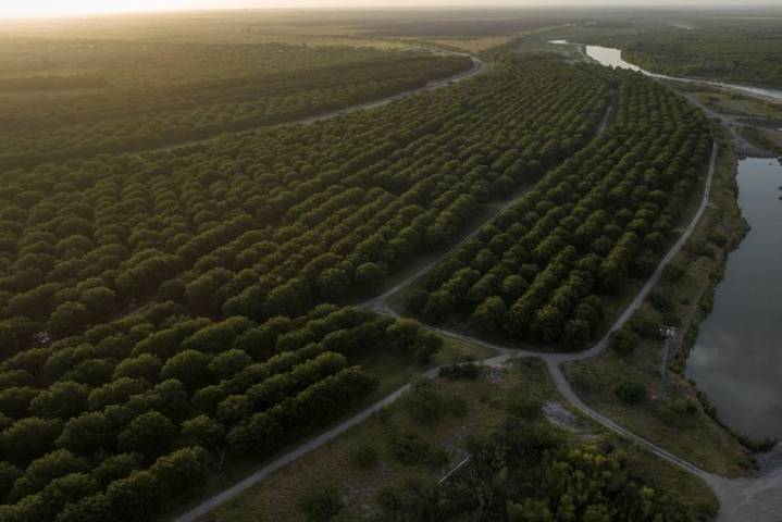 China probes US, Mexican pecan imports, Mexico’s restriction measures