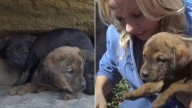 California Stray Puppies Tremble With Fear In A Dark Cave Before Rescuers Win Their Trust