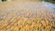 NCP(SP), Cong Demand Special Assembly Session On Flood Fury, Financial Package For Farmers