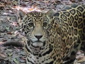 Tráfico de grandes felinos en México: el auge de tigres y leones como mascotas