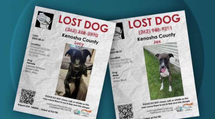 'It's awful': Uptick in scams targeting families with lost pets