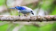 Tres reservas colombianas poco conocidas pero imperdibles para el avistamiento de aves