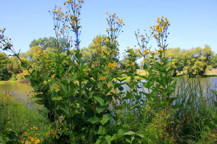 Outdoors column: End–of-summer pond walk is feast for senses