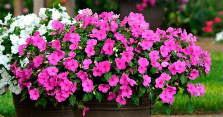 Las cinco flores para sembrar en septiembre: florecen rápido y alegran tu jardín