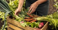 Sophie Hansen champions seasonal eating for CWA Awareness week