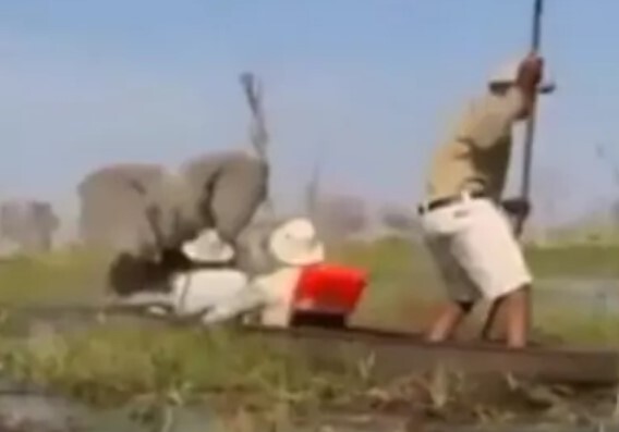 Elefante enloquece y ataca a turistas en safari