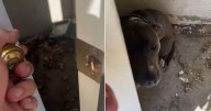 Frightened Dog Trapped in Vacant House Rescued by Cop