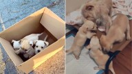 Texas Dog Mom Has A Heartwarming Reunion With All Her Puppies After One Was Heartlessly Taken
