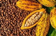 Inicia plan de siembra de cacao en el municipio Achaguas