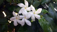 Las mejores 150 frases del Día de la Primavera para mandar por WhatsApp
