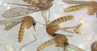 Virus del Nilo: vuelven a detectar mosquitos infectados en tres municipios andaluces