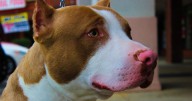 Anciana pierde parte del brazo tras el ataque de un pitbull en Iztapalapa; detienen a la dueña