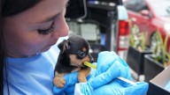 Cundinamarca: Jornadas veterinarias gratuitas benefician a más de 100 mascotas