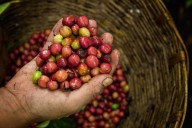 Café Bienestar resulta desfavorable; pagan $4 mil 500 por quintal de cereza pergamino