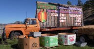 Applestem Corn Maze & Pumpkin Patch offers family fun