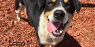 Levy County Pets: Oreo, Vella, and Sally