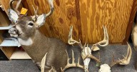 DEC: Attica man's conviction ends deer poaching case