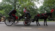 Eric Adams busca prohibir carruajes de caballos en Central Park
