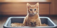 Ni lavandina ni vinagre: el truco para eliminar del piso la suciedad del gato