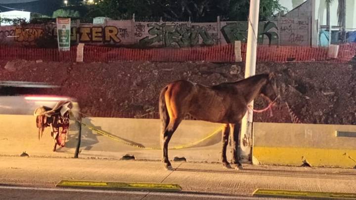 Jinete y caballo resultan heridos tras choque en Periférico Sur contra unidad del Mi Macro; el hombre aparentemente iba alcoholizado