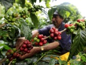 La estrategia de Codazzi para mantenerse como el primer productor de café de la región