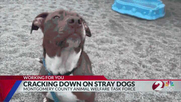 New task force working to reduce number of stray dogs in Montgomery Co.