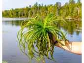 Battling Water Soldier: Quinte Conservation tackling invasive aquatic threat