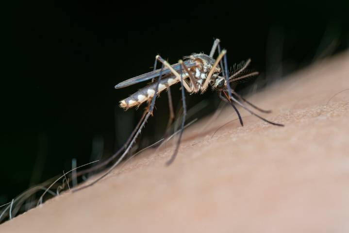 Lopera afronta el inicio de septiembre con un nivel moderado de presencia del mosquito del Nilo